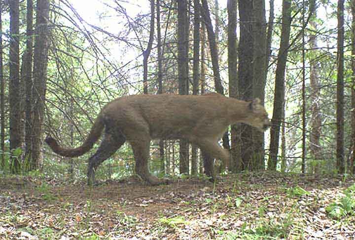 Confirmed Cougar Spotting In Marquette County Northern Michigans News Leader 