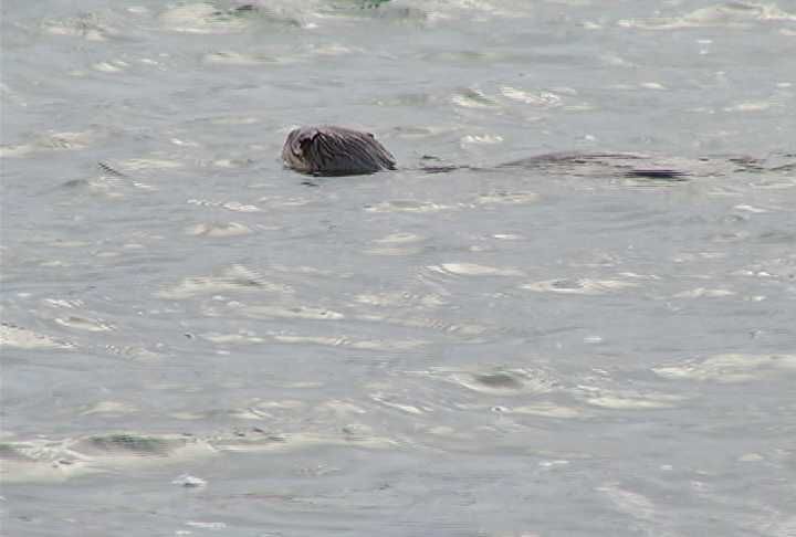 Sights and Sounds of Northern Michigan: Lake Michigan Otters - Northern