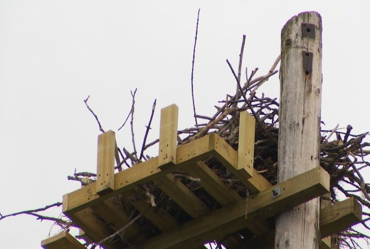 how to build an osprey platform