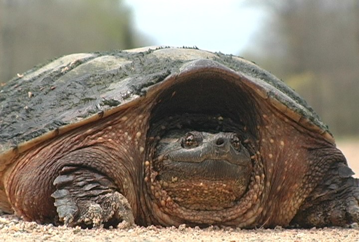 Sights & Sounds of Northern Michigan: Snapping Turtle! - Northern ...