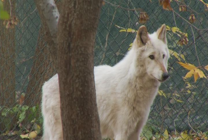 Michigan Wolf Hunt Takes 23 Wolves In Upper Peninsula - Northern ...